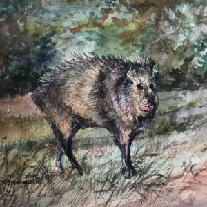 Javelina With An Attitude by Lindy Cook Severns 