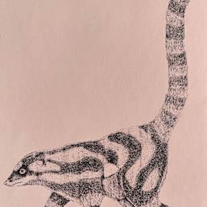Coatis by Eloisa Castro 