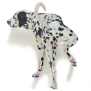 Perro 19 by Mariel Castellanos