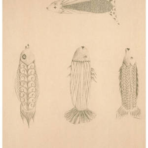 Colección de peces by Jose Mejía Gomez