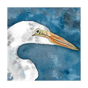 Great Egret - Oct 3, 2025 by Stacy Hilton Klutzke, Image 17.