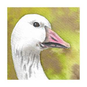 Snow Goose - Oct 2, 2025 by Stacy Hilton Klutzke, Image 1.