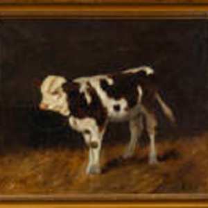 Boci by Illés Aladár Edvi