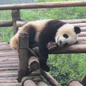 Photoprint - Chinese Baby Panda by Marie Louise Bosin, MA, Image 1.