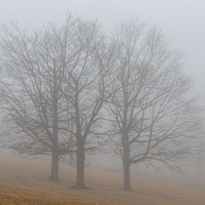 Fog #1 by Daniel Butler
