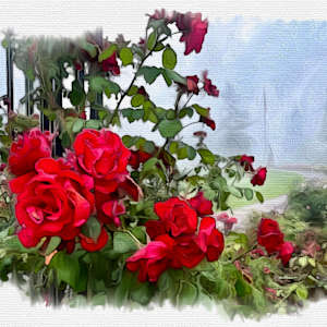 Red climbing roses by Daniel Butler