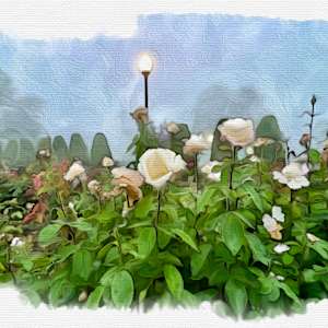 White roses by Daniel Butler