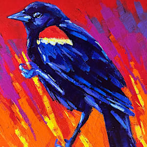 Red-winged Blackbird by Laura Green, Image 11.