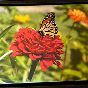 The Monarch Beauty by Loretta Verret