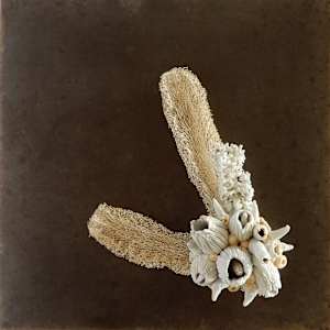 Hybridation sensible / Sensitive Hybridization by Asmae Laraqui