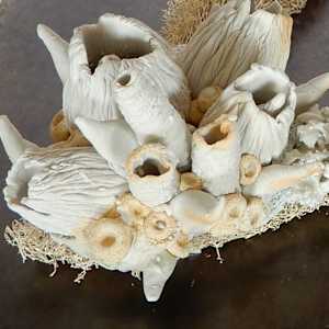 Hybridation sensible / Sensitive Hybridization by Asmae Laraqui 