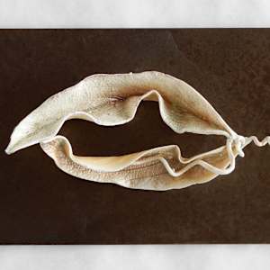 Echo de Feuille / Echo of a Leaf by Asmae Laraqui 