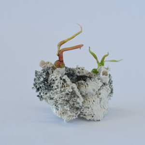 Cristallisation organique / Organic Cristallization by Asmae Laraqui 