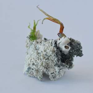 Cristallisation organique / Organic Cristallization by Asmae Laraqui 