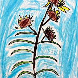 Wilted Sunflower Sketch by Mike