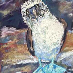 Booby Alert (The Galapagos Island) by Natalie Campbell