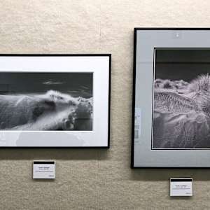 Dunes in Isolation by Linda Devenow, Image 2.