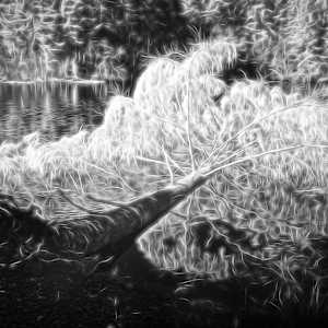 Fallen Beauty by Linda Devenow, Image 1.