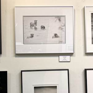 Field of Sheep by Linda Devenow  Image: Framed: Photography At Oregon March 2023 Auction