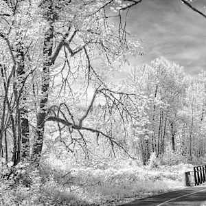 Middle Fork Path by Linda Devenow, Image 1.