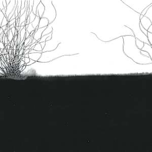 Dancing algae by Aurélie Jourdain