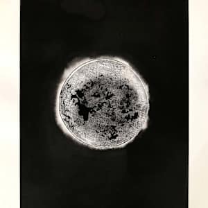 Diatomée by Aurélie Jourdain