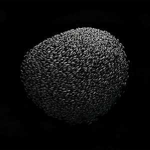 Gregarious by Aurélie Jourdain