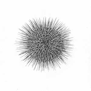 Sun by Aurélie Jourdain