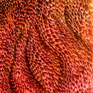 WINGS 1, META-MORPHOSIS series by JAVIER LEÓN PÉREZ  Image: Detail 1