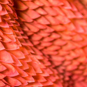 WINGS 1, META-MORPHOSIS series by JAVIER LEÓN PÉREZ  Image: Detail 2