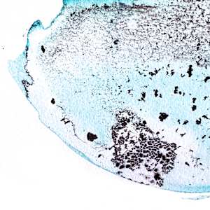 Copper Oxide #5 by Jaclyn Gordyan 