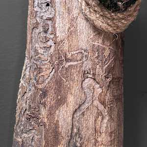 Walking From Tradition by Jaclyn Gordyan 