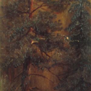 Albero al tramonto by Jegorov Andrei Afanasevich