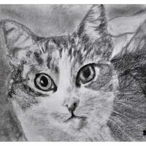 Mimi, the traveling cat by Eva Biro