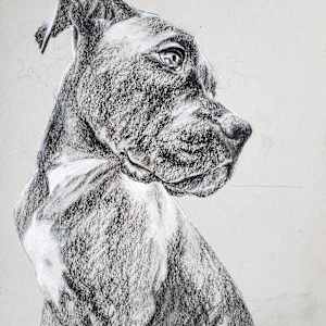 Boxer Study by Michelle Dahl