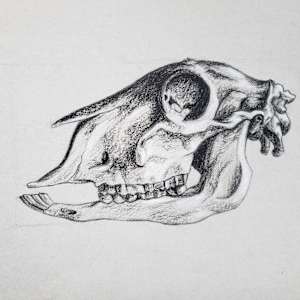 Sheep Skull by Michelle Dahl