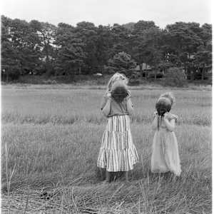 Horseshoe Crabs by Jennifer Lauren Smith