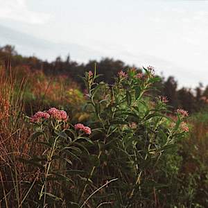 Milkweed Meadow by Lauren Henfey