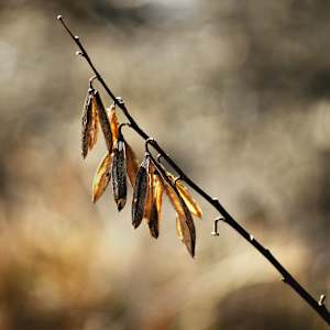 Untitled, No. 55 (August lily) by George Kimmerling