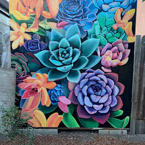 Succulents in Backyard by Bianca Lago 