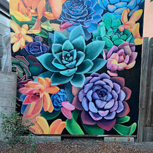 Succulents in Backyard by Bianca Lago 