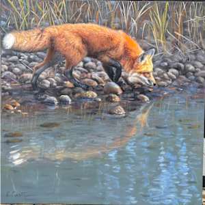 Fox by a river by Ken Corbett, Image 1.