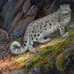 Snow Leopard by Ken Corbett, Image 1.