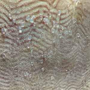 Tides Out #8 by Silvana Ferrario 