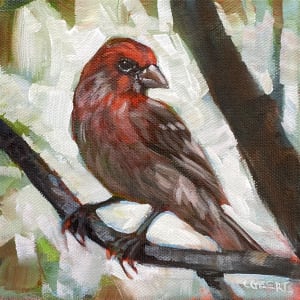 House Finch (2)