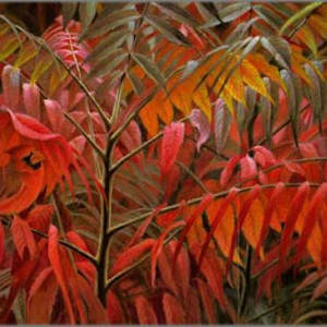 Cardinal and Sumac, Image 2.