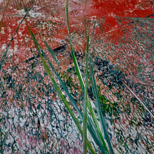 Wild Roses at Dawn by louie . rochon . fine . art 