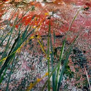 Wild Roses at Dawn by louie . rochon . fine . art 