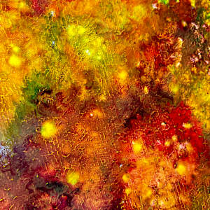 Night Bloom (Sold) by louie . rochon . fine . art 