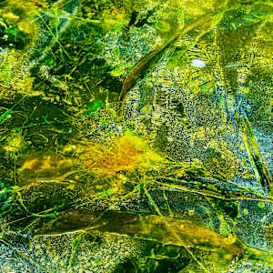 Bloom Despite Chaos by louie . rochon . fine . art, Image 22.